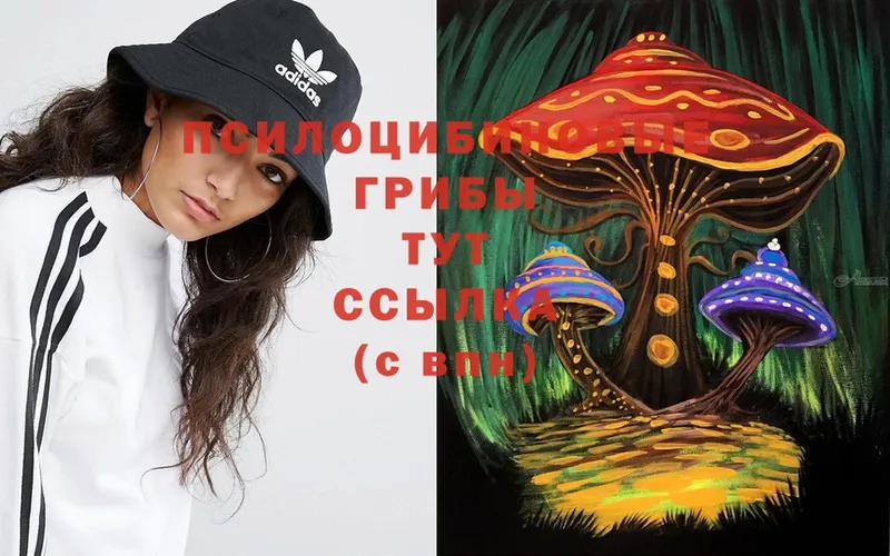 Галлюциногенные грибы Psilocybe  даркнет сайт  Багратионовск 